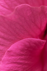 pink flower petals as background