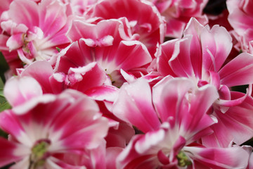 pink flowers tulips close up