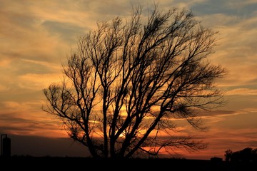 silhouette of a tree at sunset south of Nickerson Kansas USA.