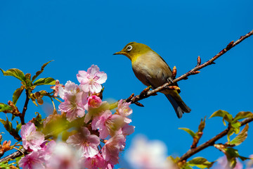Japanese White-eye With Cherry blossoms(Japanese name is Kawazu-zakura) at Shibuya, Tokyo, Japan