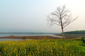 Beautiful view of an isolated tree among the Sunn hemp (Crotalaria juncea) field in hazy day in Chiang Rai, Thailand.