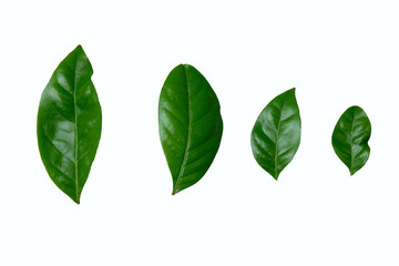 Arabica robusta coffee leaf isolated on white background