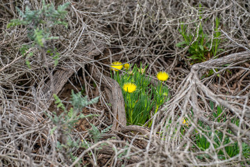 Wildflowers in bloom. Hardy Ice Plant, California springtime