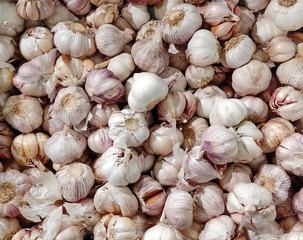 garlic on white background