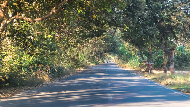 Both Side Of The Highway Covered With Trees. Green Road.