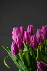 spring flowers purple tulips on dark grey background. closeup