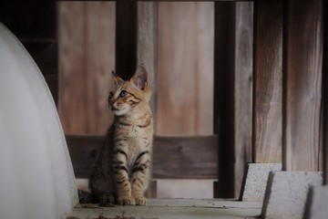 kitten's favorite place