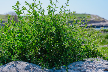 Stone walls - National archaeological park Chersonesos