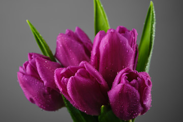 spring flowers purple tulips on grey background. closeup