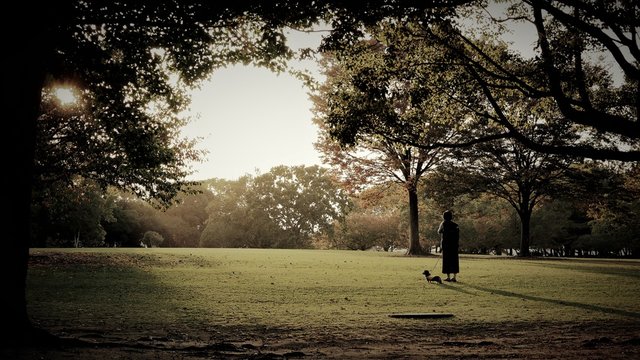 look at the sunset with a dog