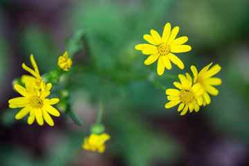 Yellow dandelion flowers that is blooming in the garden
