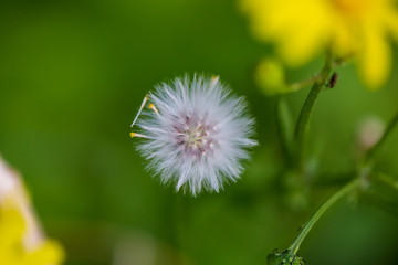 White fluffy dandelion flower on a blurred background.