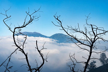 Beautiful view of sea of mist cover the mountain with silhouette trees foreground on the way trekking to Kawah Ijen in Java, Indonesia.