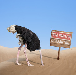 scared ostrich with head in sand near warning quarantine wooden signboard. - obrazy, fototapety, plakaty