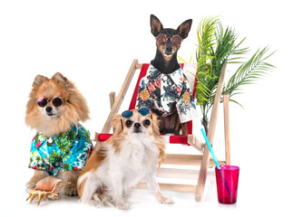 miniature pinscher and spitz