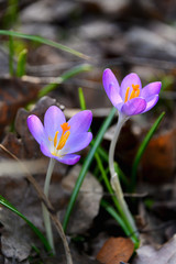 Flowering crocuses or crocuses with purple petals (Spring Crocus). Crocuses are the first spring flowers that bloom in early spring.