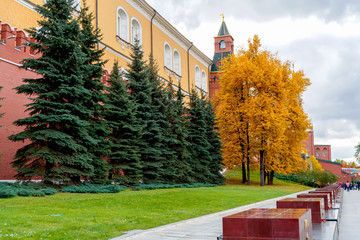 View of the Moscow Kremlin. The Kremlin's red brick wall. Trees in the Alexander garden . Famous sights of Moscow and Russia.
