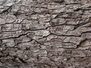 Old tree bark with beautiful patterns for graphic design