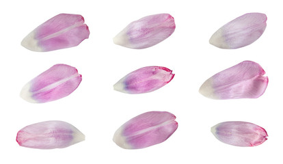 Tulip petals - texture for modeling - isolated on white background