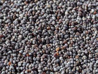 Poppy grain background, closeup, macro texture. Shallow depth of field. Ingredients for baking bread and sweets.