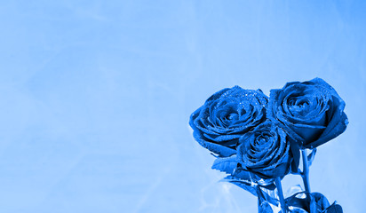 Blue roses with dew drops on a vintage blue background. Spring background with roses, copy space...