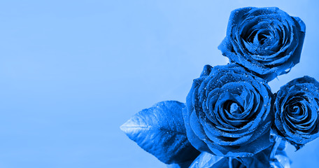 Blue roses with dew drops on a classic blue background. Spring background with roses, copy space for text. Drops of water glisten in the sun. - Powered by Adobe
