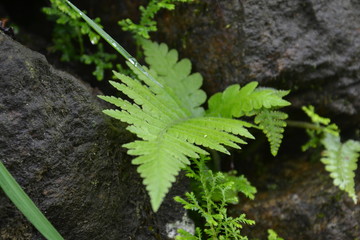 fern in the forest