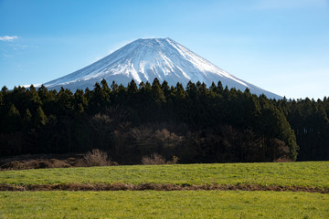 Fototapeta premium Beautiful view of Mount Fuji with a beautiful foreground of green pine trees, Japan.
