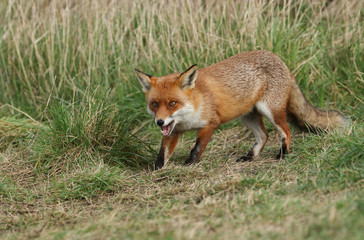 Naklejka na ściany i meble A wild vixen Red Fox, Vulpes vulpes, hunting for food in the long grass. 