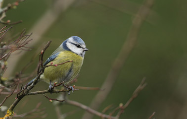 A beautiful Blue Tit perched on a branch of a Hawthorn tree.