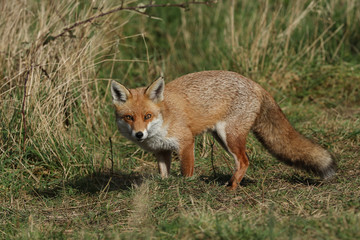 Naklejka na ściany i meble A magnificent hunting wild Red Fox, Vulpes vulpes, standing in a meadow.