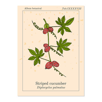 Striped cucumber or native bryony diplocyclos palmatus , medicinal plant