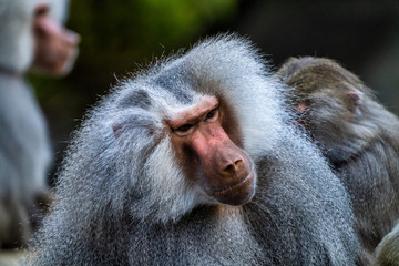 The hamadryas baboon, Papio hamadryas is a species of baboon