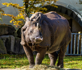 Naklejka premium The Indian Rhinoceros, Rhinoceros unicornis aka Greater One-horned Rhinoceros