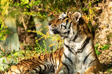 The Siberian tiger,Panthera tigris altaica in the zoo