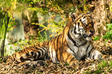 The Siberian tiger,Panthera tigris altaica in the zoo