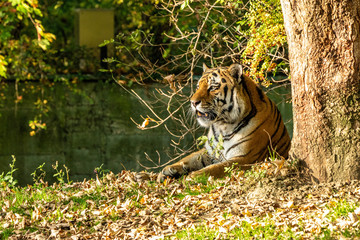 The Siberian tiger,Panthera tigris altaica in the zoo