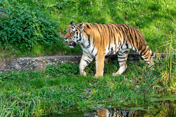 Fototapeta na wymiar The Siberian tiger,Panthera tigris altaica in the zoo
