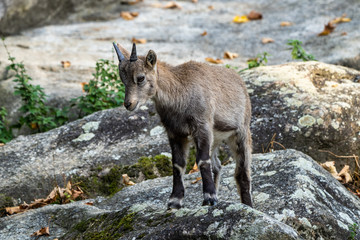 Male mountain ibex or capra ibex on a rock