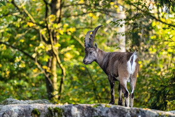 Male mountain ibex or capra ibex on a rock