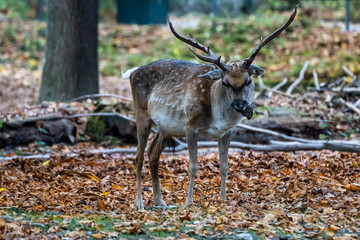 The fallow deer, Dama mesopotamica is a ruminant mammal