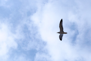 Seagull flying on clear blue sky and sun light