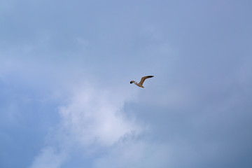 Seagull flying on clear blue sky and sun light