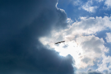 Seagull flying on clear blue sky and sun light