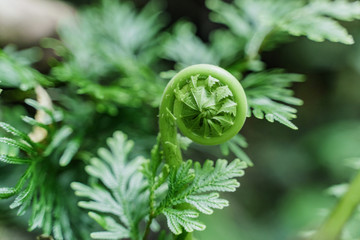 Drop-down fern leaf. Growing Sprout. Beginning Of A New Life. Fern leaf on a green background photographed in close-up. © Konstantin