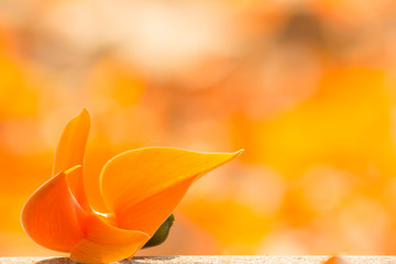 orange flower in nature