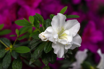 Azalea. A beautifully flowering species of plants from the genus Rhododendron.