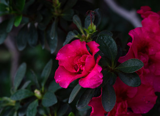 Azalea. A beautifully flowering species of plants from the genus Rhododendron.