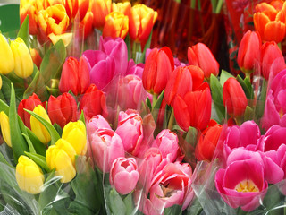 Bouquets of multi-colored tulips in a flower shop close up. Yellow, pink, red, colorful spring flowers in the package for the holiday.