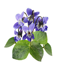 Fototapeta premium Violet flowers and leaves in a bouquet